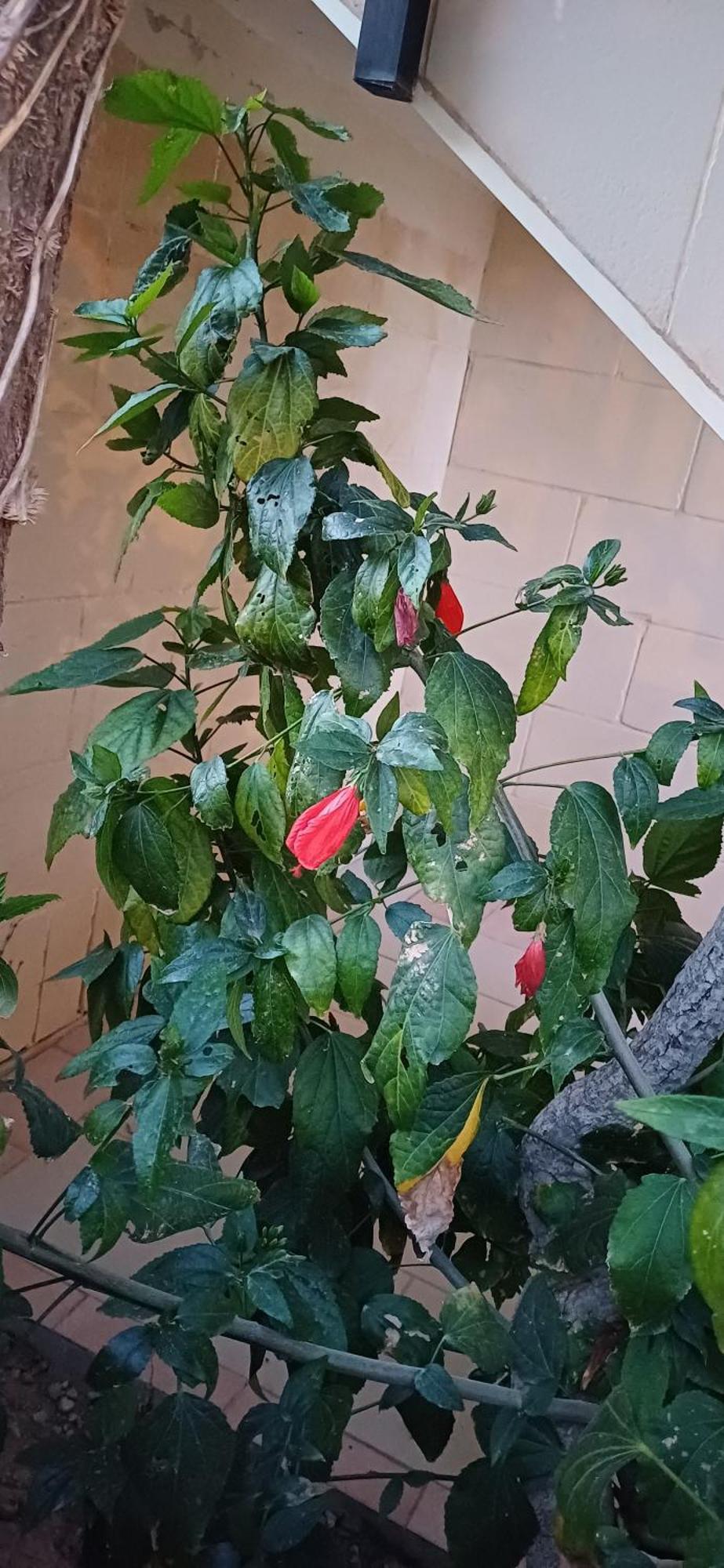 The Roof Garden Maisonette Marsaskala Buitenkant foto